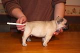 BOULEDOGUE FRANCAIS - TEMPERATURE 012